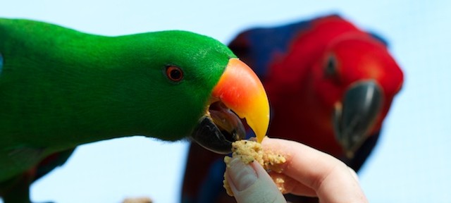 Eclectus Parrots – The importance of a winter diet