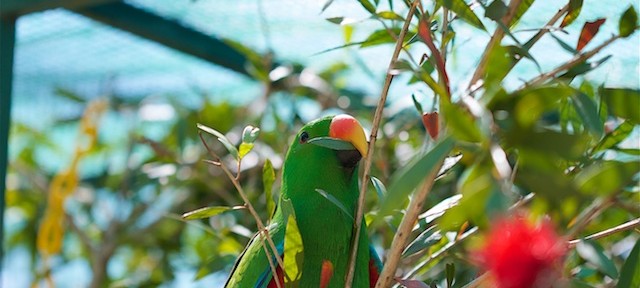 Eclectus Parrots – The experience behind the author