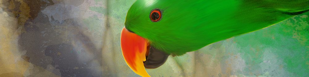 The Eclectus Parrot Blog